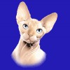 Sphinx